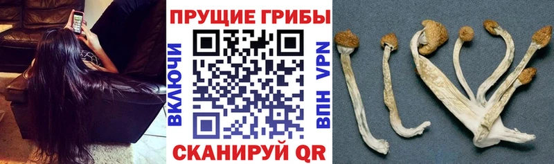 Псилоцибиновые грибы мицелий  Купить  Емва 